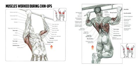 Perfect Pull Up Exercise with Power Tower - 25 Tips for Best Results