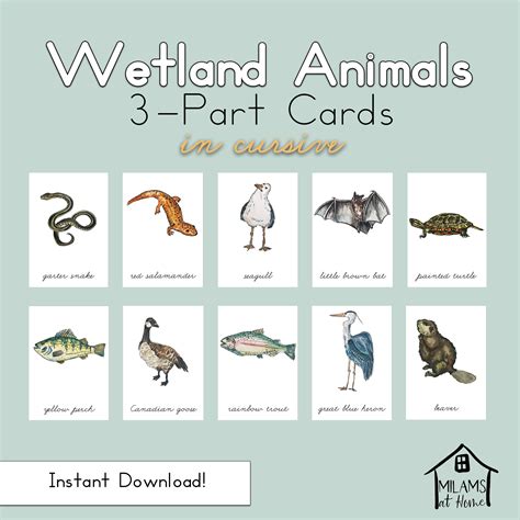 Wetland Animals 3 Part Cards Montessori Homeschool Reggio - Etsy