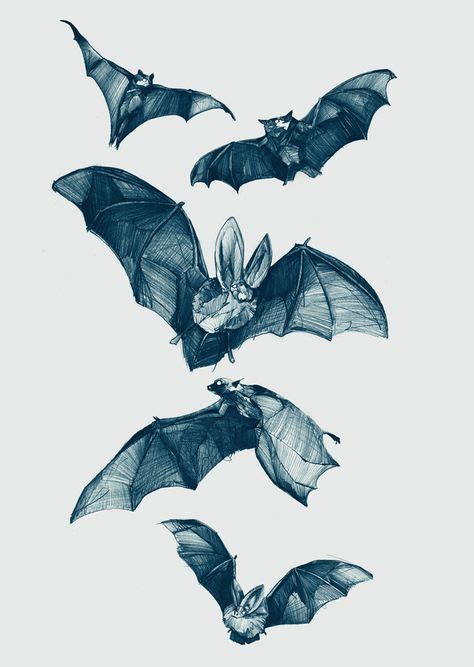 Bats illustration | Murcielago dibujo, Bocetos de animales, Dibujos de ...