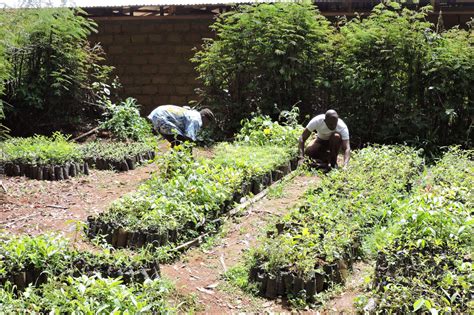 Plant 10,000 Trees to Combat Climate Change - GlobalGiving