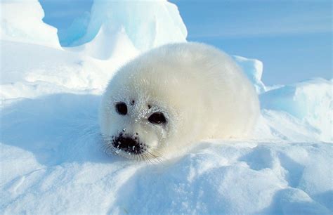 Galería de imágenes: Foca de Groenlandia o pía