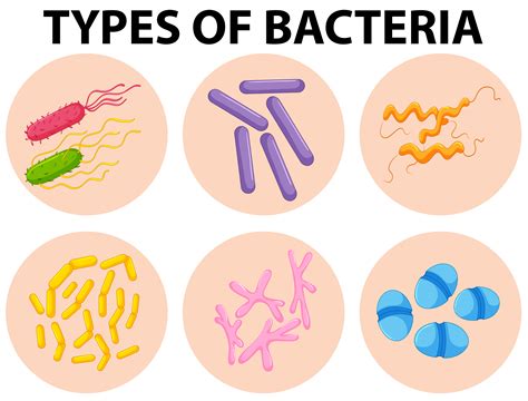 Different types of bacteria 416739 Vector Art at Vecteezy