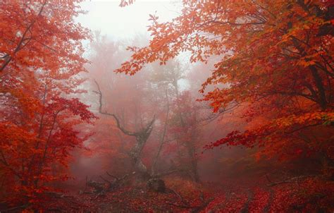 Red Forest Trees In Autumn Wallpapers - Wallpaper Cave