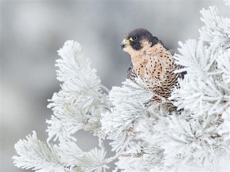 Peregrine Falcon Migration: A Complete Guide | Bird Fact