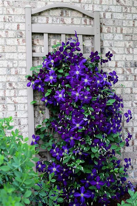 Clematis Trellis, Climbing Clematis, Clematis Plants, Climbing Plants ...