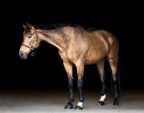 Equine Fine Art Portraits - Reversed Eye Photography-Calgary Equine ...