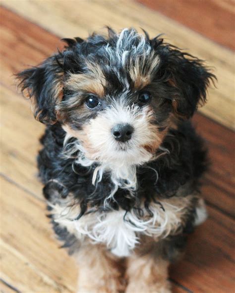 Prettiest Yorkie Poo Puppy, Black, Rust and White | Yorkie poo, Yorkie ...