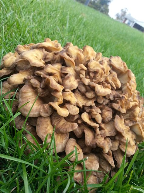 These Mushrooms grew Overnight in my Yard : r/mildlyinteresting