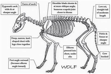 Wolf anatomy | Anatomy bones, Animal anatomy, Canine drawing