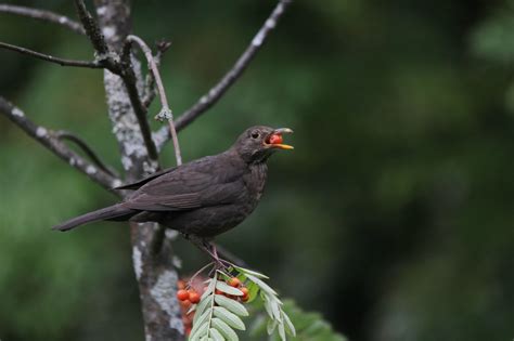 What Are the 4 Calling Birds? Probably Not What You Think.