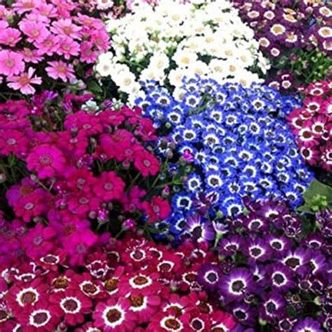 Order Online Cineraria Mixed Hybrid Seeds From Plant Orbit – plant-orbit