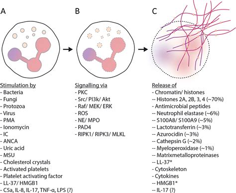 Mechanism Of Neutrophil Extracellular Traps Release Neutrophils Are ...