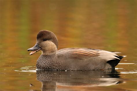 The Gorgeous Gadwall | BirdNote