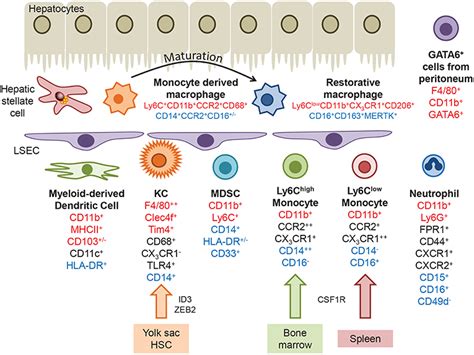 Frontiers | The Role of Myeloid-Derived Cells in the Progression of ...