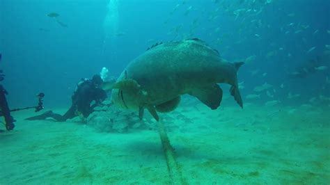 Giant Grouper Attacks Swallows Scuba Diver