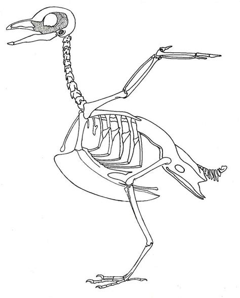 bird skeleton Diagram | Quizlet