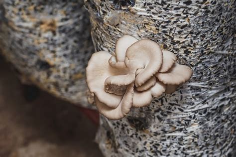 Premium Photo | Oyster mushrooms growing on logs