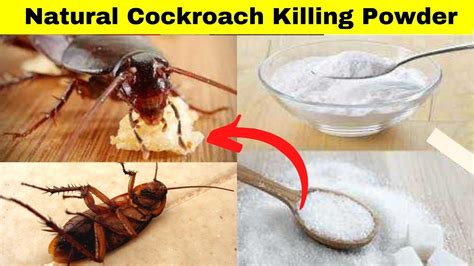 How to Get Rid of Cockroaches Permanently Killing Powder for a heavy ...