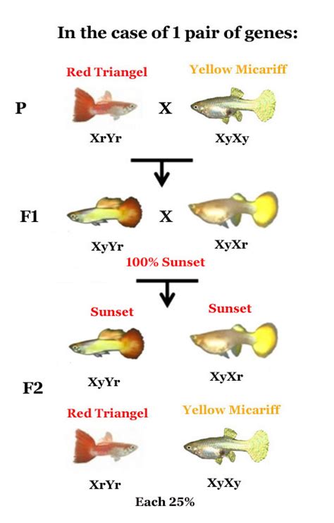 How to use Genetics to breed beautiful Guppies (2)