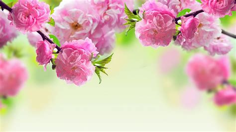 April Flowers Wallpaper (54+ images)