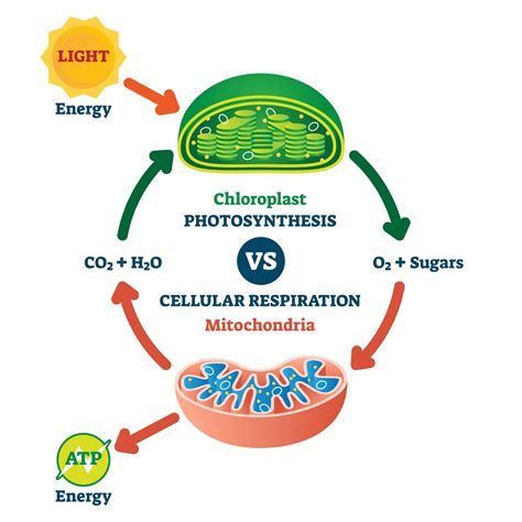 Model Showing The Relationship Between Photosynthesis And Cellular ...