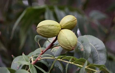 best fertilizer for pecan trees