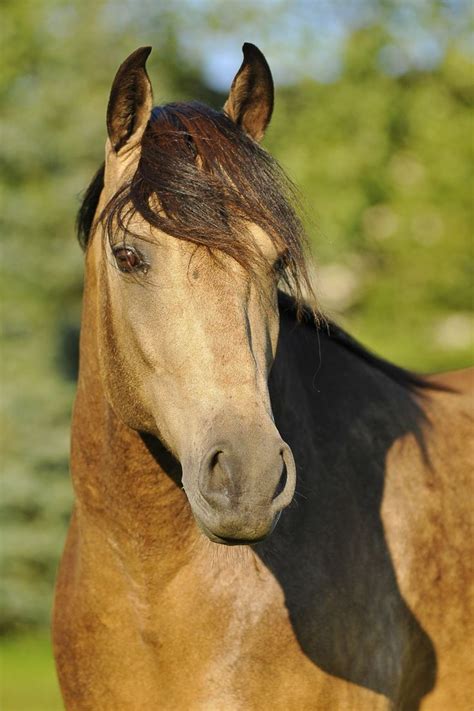 Iberian Beauty and Gait - It’s a Marchador! | Stallions At Stud | Epona ...