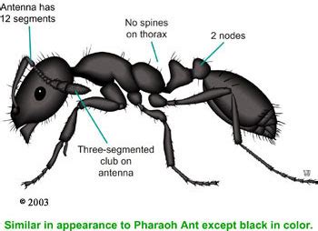 Kabel Data Ilang: Ant Identification Chart 2011