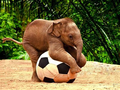 Just a baby elephant playing with a soccer ball. : aww