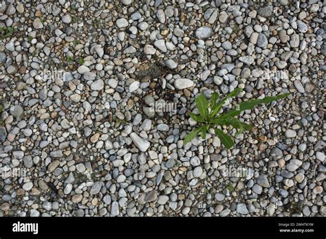 Nest with three eggs of the Little Ringed Plover (Charadrius dubius ...