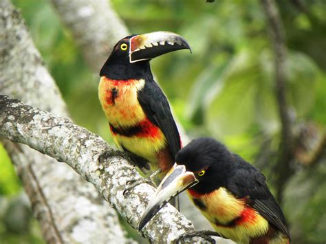 Aracari Toucans spotted while on a Belize birding tour with San Ignacio ...