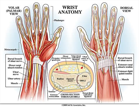 Wrist Anatomy | New York, NY