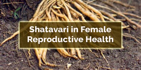 Shatavari: Benefits for Female Reproductive Health - Dr. Brahmanand Nayak