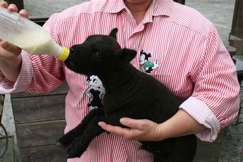 Miniature Babydoll Southdown Sheep For Sale - Tanglewood Farm Miniatures