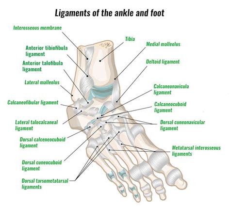 Tarsometatarsal Joint Ligaments