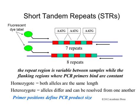 Describe Why Tandem Repeats Are Useful in Dna Profiling - Reed-has-Howard