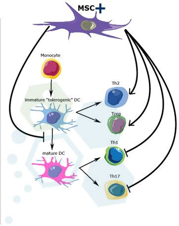 Stem Cell Treatment for Multiple Sclerosis - MS PLS HSCT