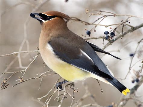 Cedar Waxwing | Celebrate Urban Birds