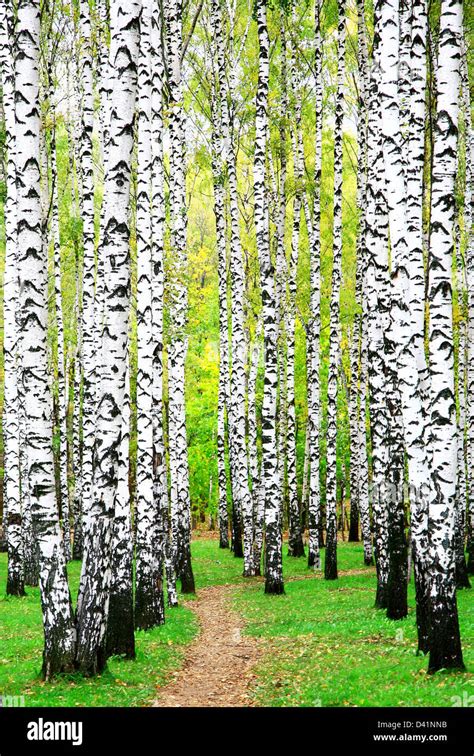 First days of autumn in birch grove Stock Photo - Alamy