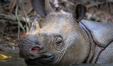 Javan rhinoceros facts, distribution & population | BioDB