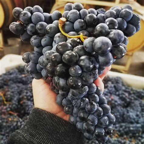 Tannat Cluster- Estate Grown - 2017 Harvest Troon Vineyard | Harvest ...