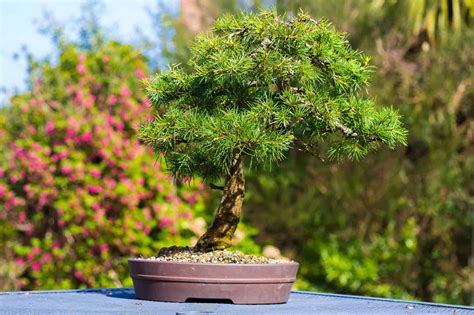 Cedar Bonsai Tree - A-Z Animals