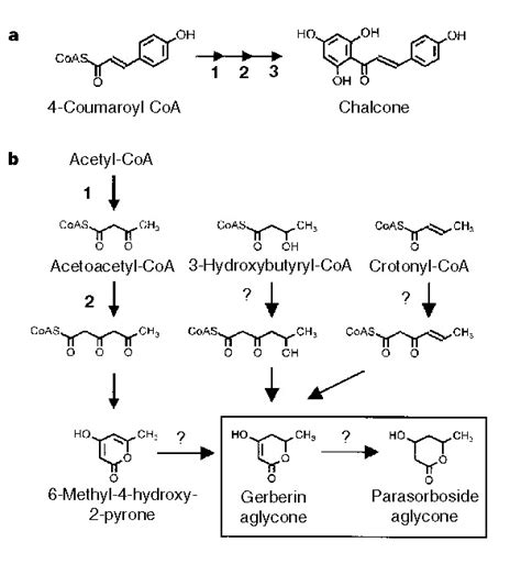 Biosynthetic pathways.a, The CHS-catalysed reaction. b, Proposed ...