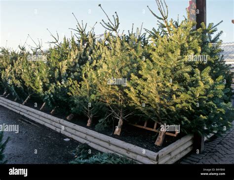 Christmas trees for sale in a garden centre Stock Photo - Alamy