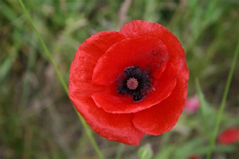 Poppies: The Symbol of Memorial Day - Garden Goddess Sense and ...