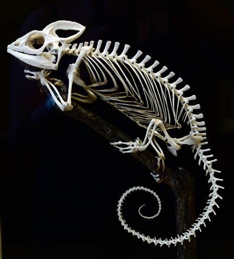 An articulated skeleton of a Malagasy giant chameleon (Chamaeleo ...