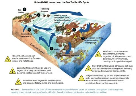 How do oil spills affect the environment? | World Economic Forum