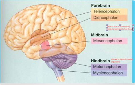 Intro Mind And Brain - Topic 2 - Foundation - Brains Flashcards by ProProfs