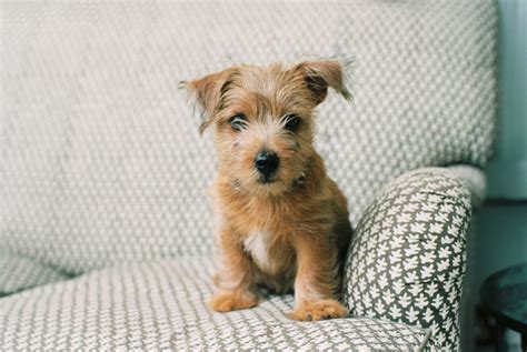 Norfolk Terrier: Dog Breed Characteristics & Care