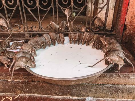 Karni Mata Temple (2024) - Tips For Visiting The Rat Temple In India!